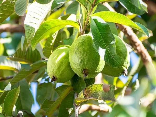 امرود میں کینسر سے لڑنے والا مالیکیول دریافت