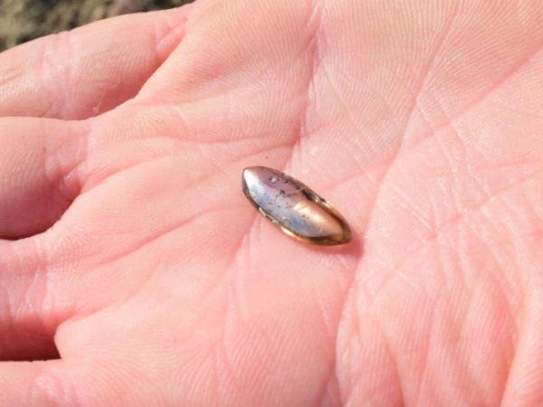 کریٹر آف ڈائمنڈ میں ایک فیملی نے بھورے رنگ کا ہیرا دریافت کرلیا