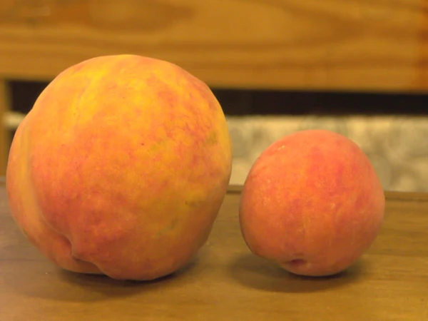 ورجینیا میں دنیا کے سب سے بڑے آڑو کا عالمی ریکارڈ قائم