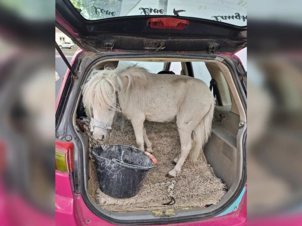 جرمن خاتون گاڑی کی ڈگی میں گھوڑا لے جاتے ہوئے پکڑی گئیں