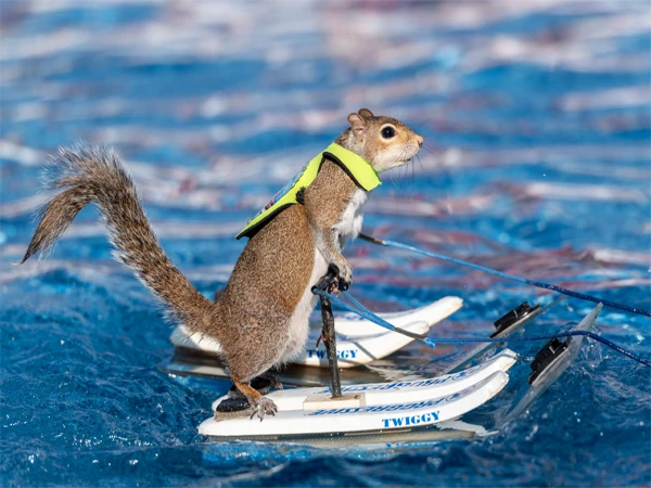 پانی میں اسکیئنگ کرنے والی گلہری نے سب کو حیران کردیا