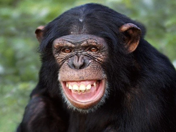 چمپینزی بھی انسانوں کی طرح سوچتے ہیں، دلچسپ انکشاف