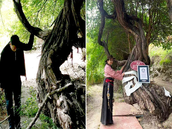 چین میں موجود 416 برس پرانی انگور کی بیل