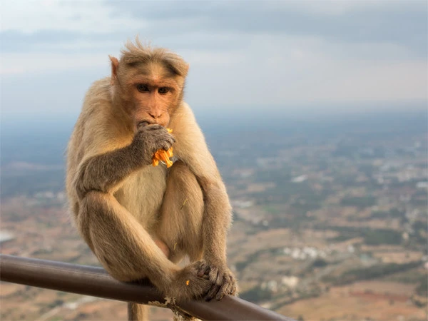 قدیم رومی افسران اور بھارتی بندروں کے درمیان دلچسپ تعلق کا انکشاف!