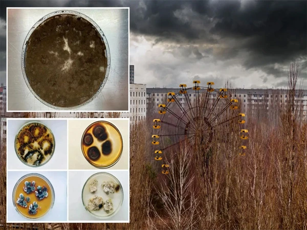 چرنوبل نیوکلیئر ویسٹ لینڈ میں زندگی کی موجودگی کا انکشاف!