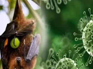 پاکستان کو نپاہ وائرس سے کوئی براہ راست خطرہ نہیں: ماہرین