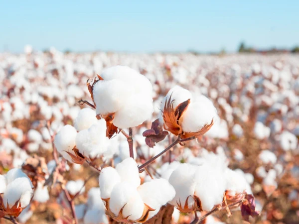 امریکا، اسرائیل اور ایران کشیدگی کے اثرات، پاکستان میں روئی کی قیمتوں میں زبردست تیزی