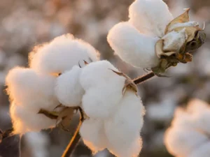 درآمدی سرگرمیوں کی معطلی، روئی کی قیمت میں فی من 1500 روپے کا ریکارڈ اضافہ