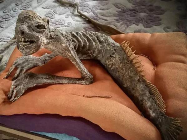 آدھا انسان آدھی مچھلی، جاپان سے پُر اسرار مخلوق کی باقیات دریافت