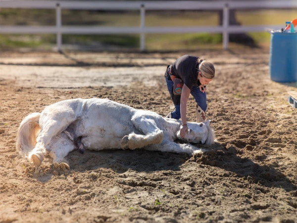 امریکا: 3 منٹ کے اندر 38 کرتب دِکھانے والا گھوڑا